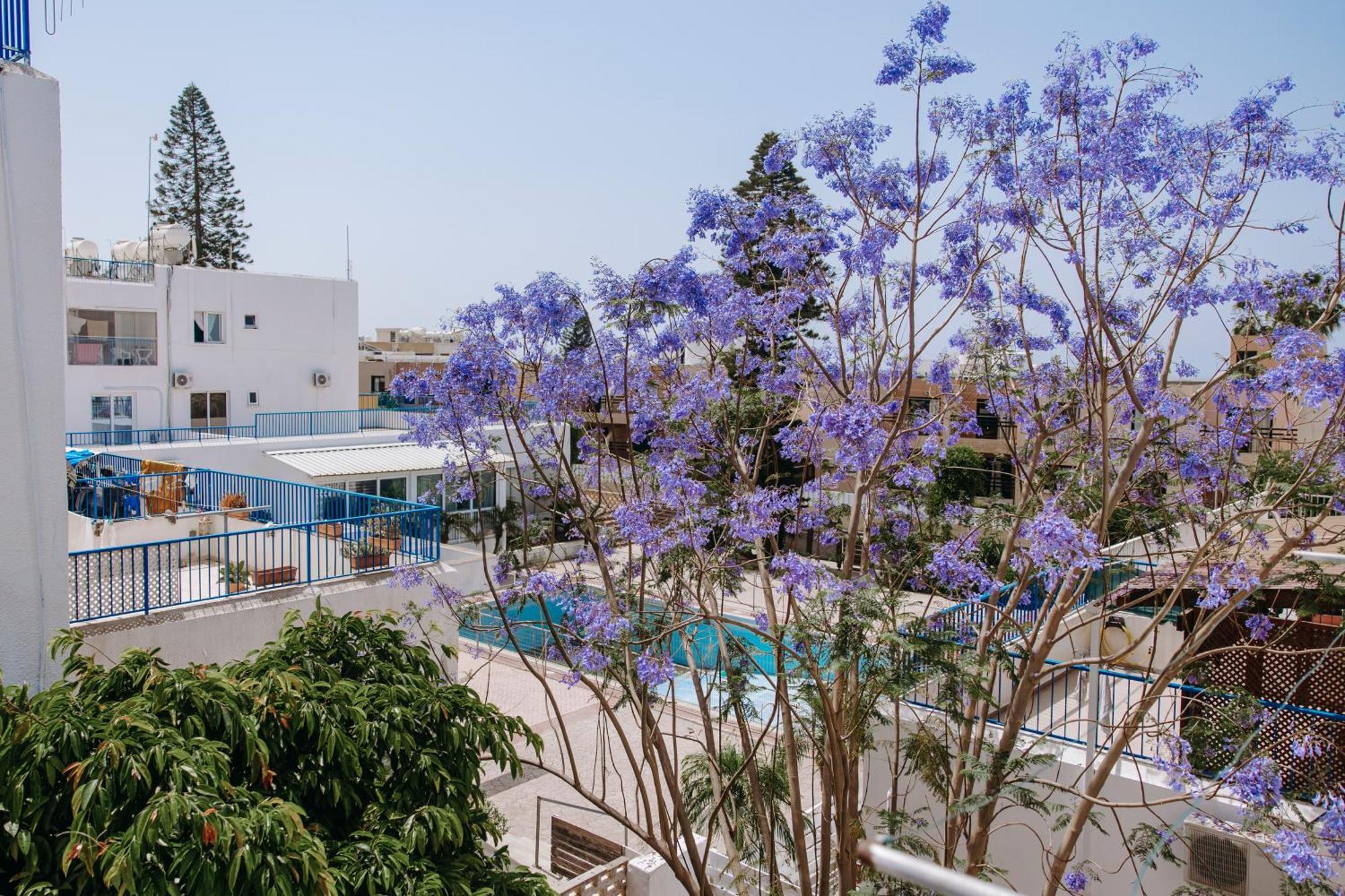 Viking Family Superior Lux Lejlighed Ayia Napa Eksteriør billede